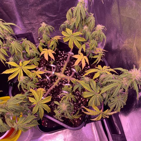 Trainwreck Auto growlog timeline photo