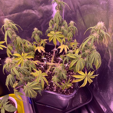 Trainwreck Auto growlog timeline photo