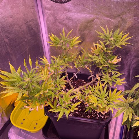 North Thunderfuck growlog timeline photo