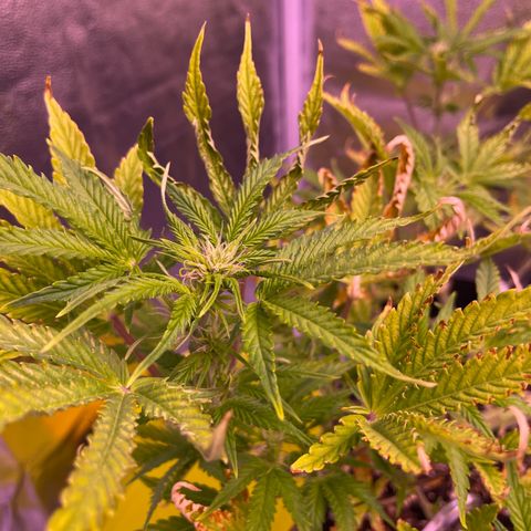 North Thunderfuck growlog timeline photo