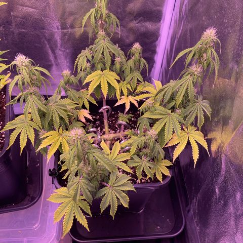 Trainwreck Auto growlog timeline photo