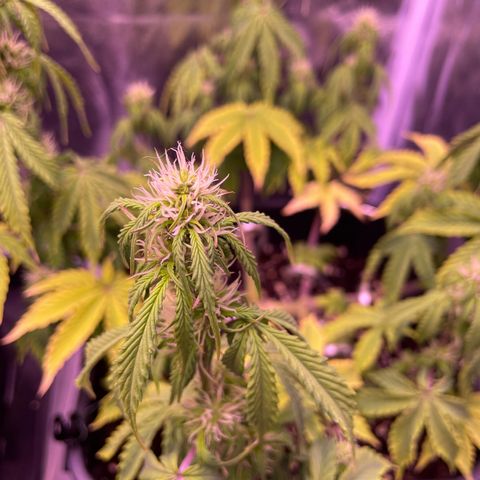 Trainwreck Auto growlog timeline photo