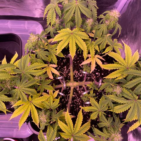 Trainwreck Auto growlog timeline photo