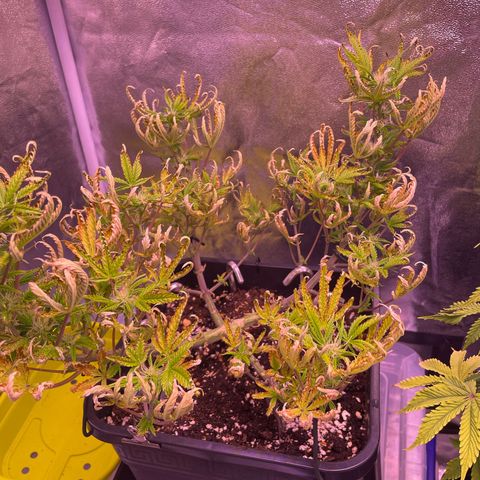 North Thunderfuck growlog timeline photo