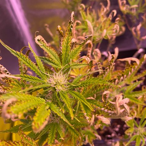 North Thunderfuck growlog timeline photo