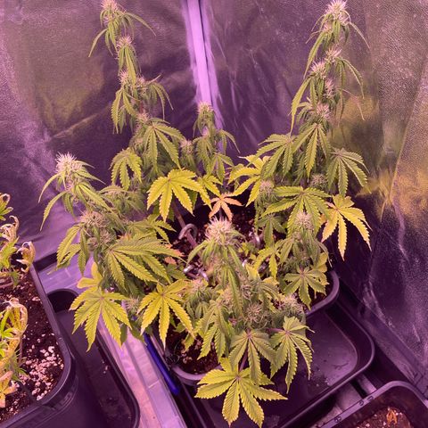 Trainwreck Auto growlog timeline photo