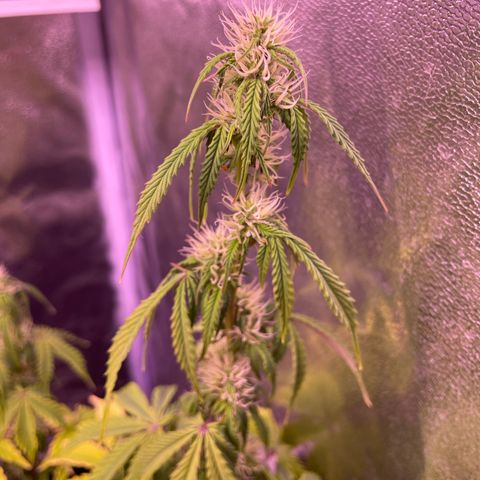 Trainwreck Auto growlog timeline photo