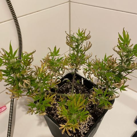 North Thunderfuck growlog timeline photo