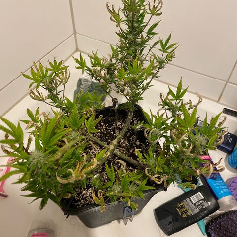 North Thunderfuck growlog timeline photo