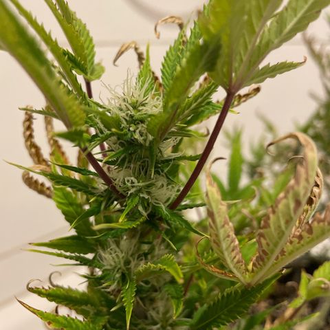 North Thunderfuck growlog timeline photo