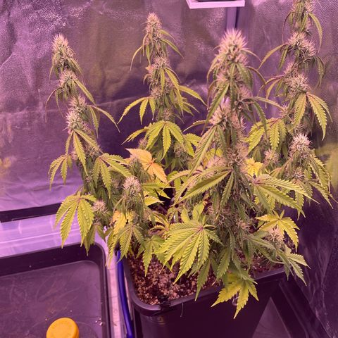 Trainwreck Auto growlog timeline photo