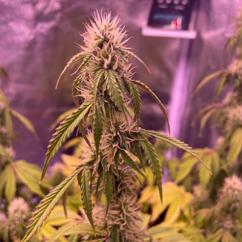 Trainwreck Auto growlog timeline photo