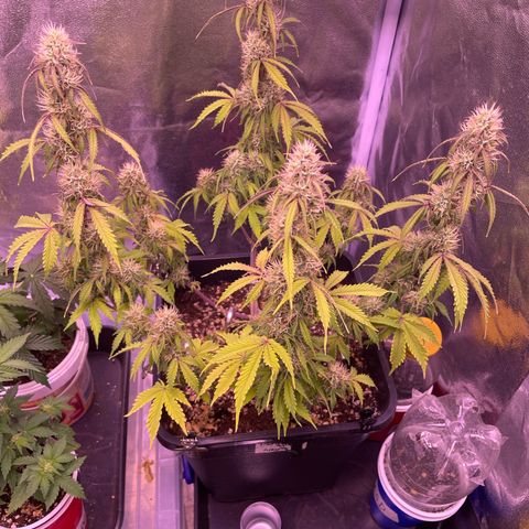 Trainwreck Auto growlog timeline photo