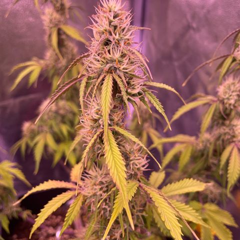 Trainwreck Auto growlog timeline photo