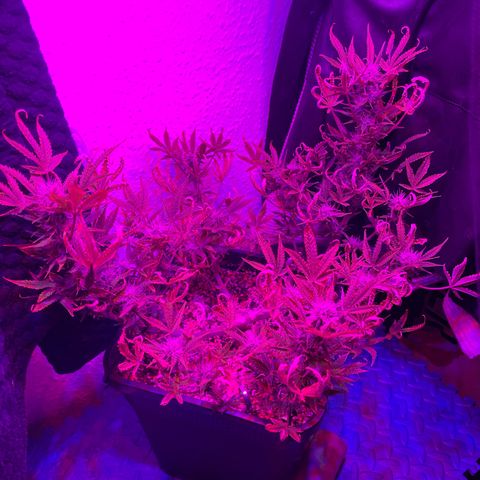 North Thunderfuck growlog timeline photo