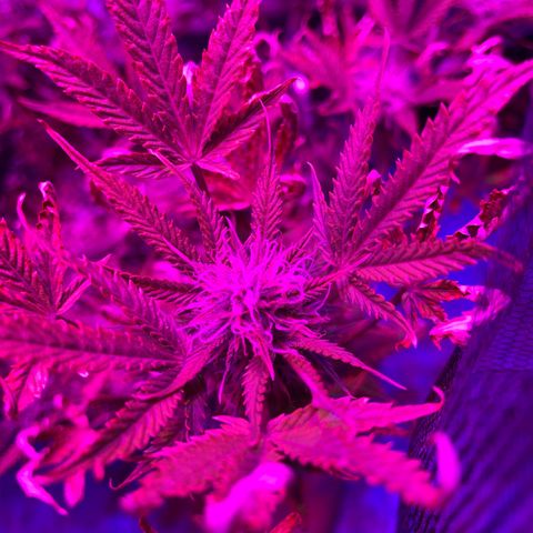 North Thunderfuck growlog timeline photo