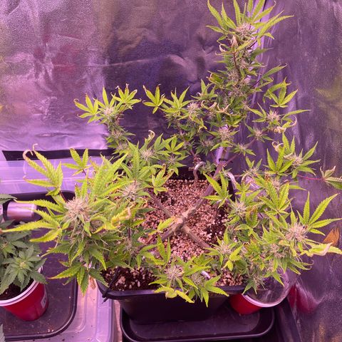 North Thunderfuck growlog timeline photo