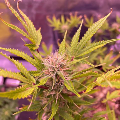 North Thunderfuck growlog timeline photo