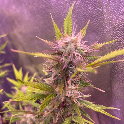 North Thunderfuck growlog timeline photo