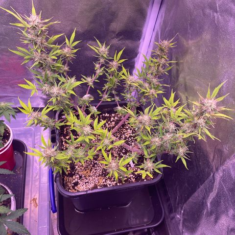 North Thunderfuck growlog timeline photo