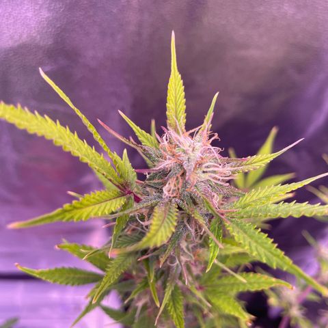 North Thunderfuck growlog timeline photo