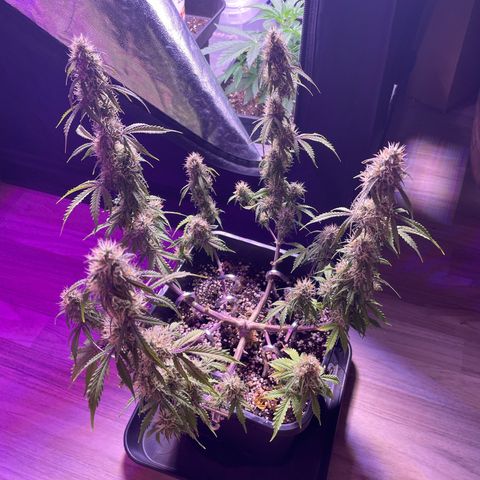 Trainwreck Auto growlog timeline photo
