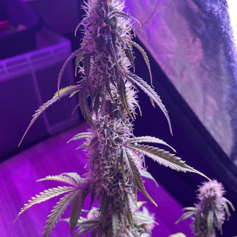 Trainwreck Auto growlog timeline photo