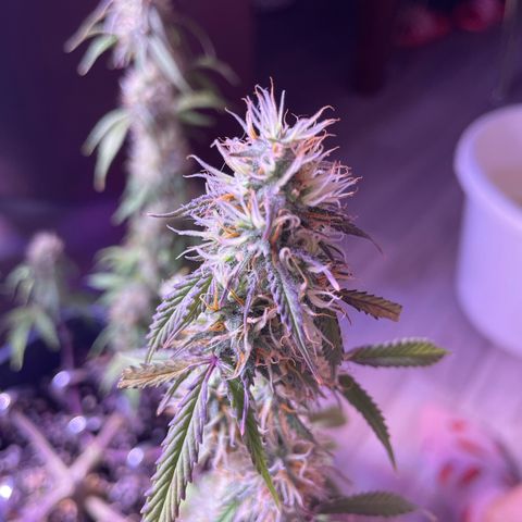 Trainwreck Auto growlog timeline photo