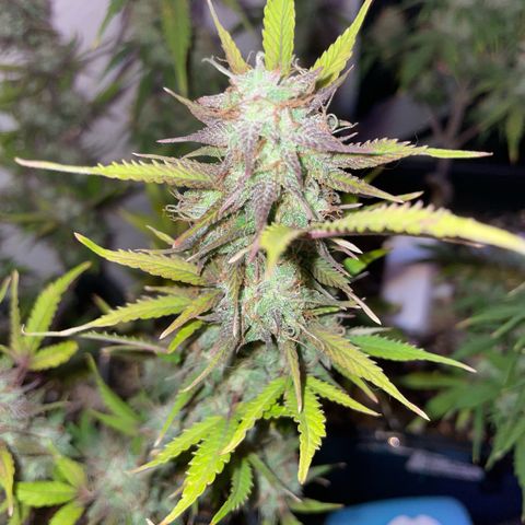 North Thunderfuck growlog timeline photo