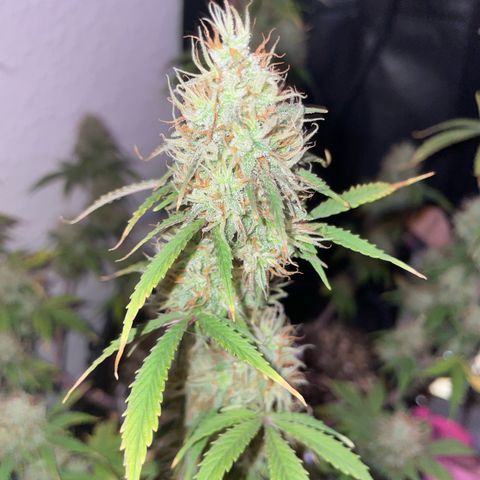 Trainwreck Auto growlog timeline photo