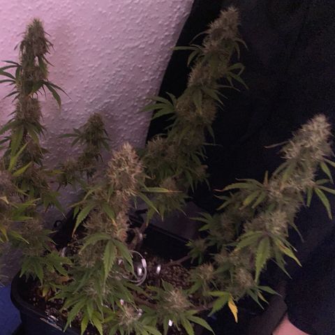 Trainwreck Auto growlog timeline photo
