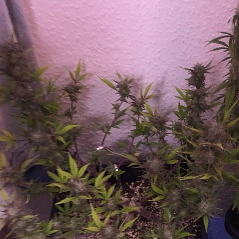 North Thunderfuck growlog timeline photo