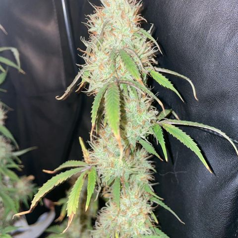 Trainwreck Auto growlog timeline photo