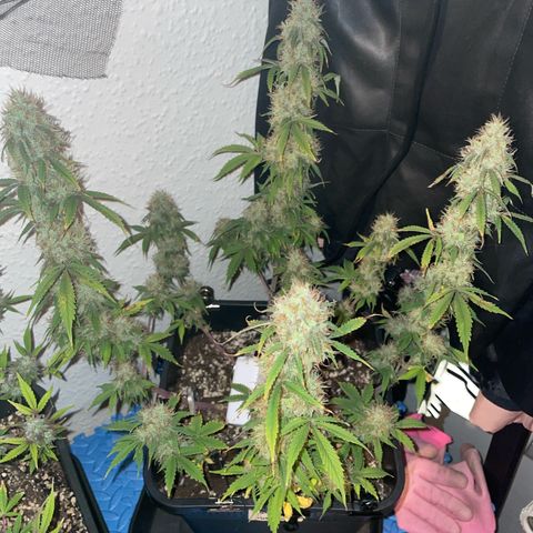 Trainwreck Auto growlog timeline photo