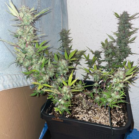 North Thunderfuck growlog timeline photo
