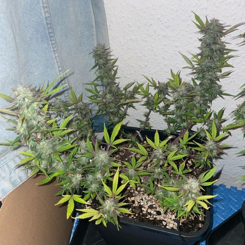 North Thunderfuck growlog timeline photo