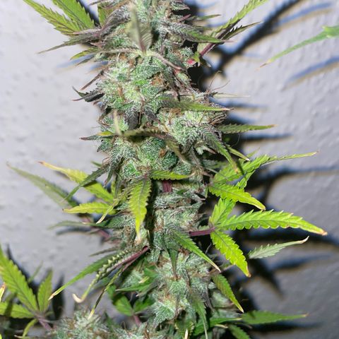North Thunderfuck growlog timeline photo