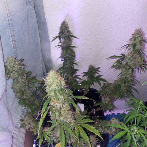 Trainwreck Auto growlog timeline photo