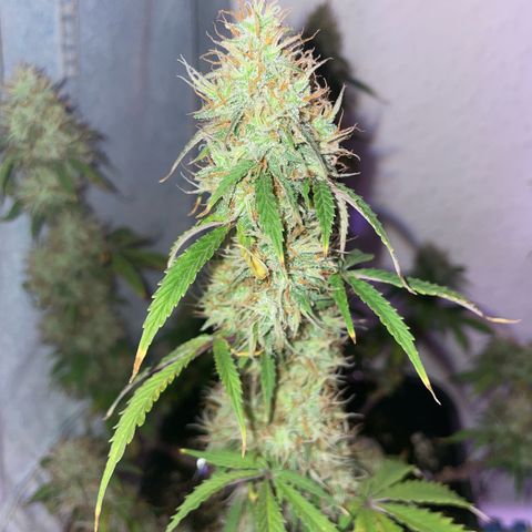 Trainwreck Auto growlog timeline photo
