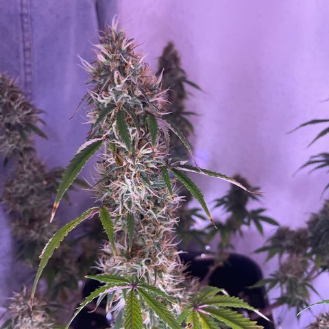Trainwreck Auto growlog timeline photo