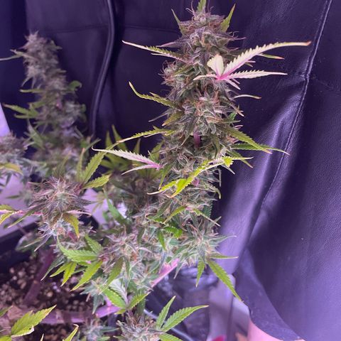 North Thunderfuck growlog timeline photo
