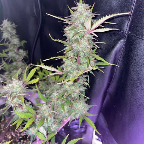 North Thunderfuck growlog timeline photo