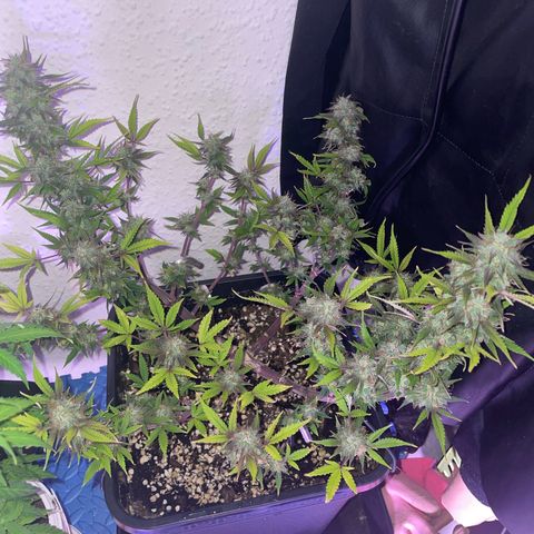 North Thunderfuck growlog timeline photo