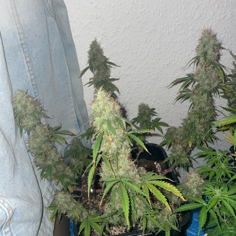 Trainwreck Auto growlog timeline photo