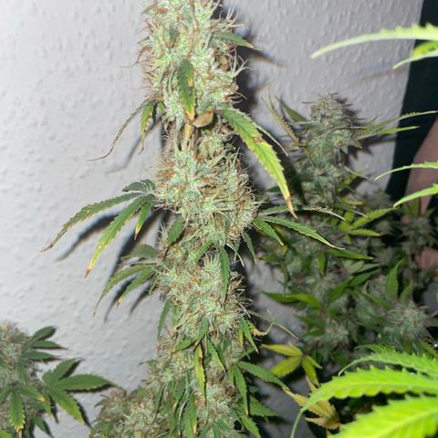 Trainwreck Auto growlog timeline photo