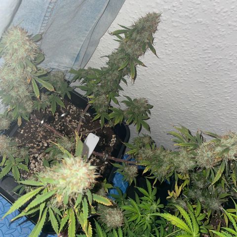 Trainwreck Auto growlog timeline photo