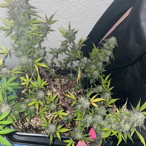 North Thunderfuck growlog timeline photo