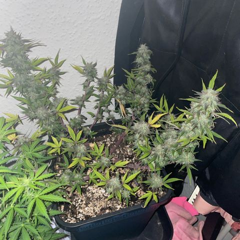 North Thunderfuck growlog timeline photo