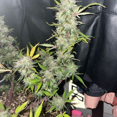 North Thunderfuck growlog timeline photo