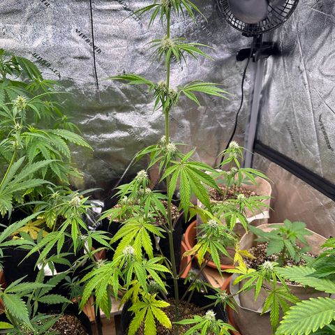 Vanilla  growlog timeline photo